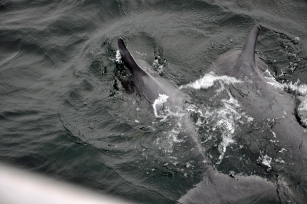 dolphins in Destin Florida